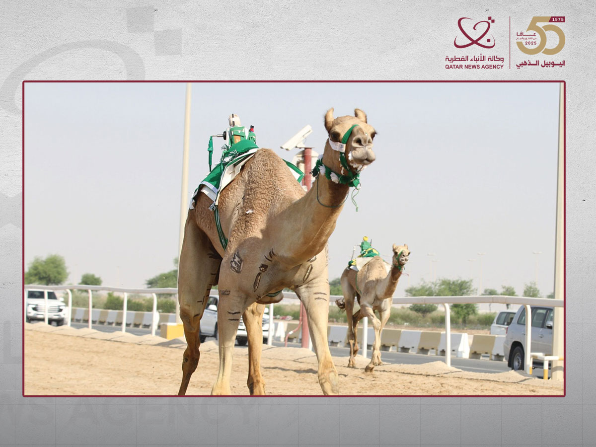 منافسات قوية للحيل والزمول في ثامن أيام السباق المحلي الثالث للهجن