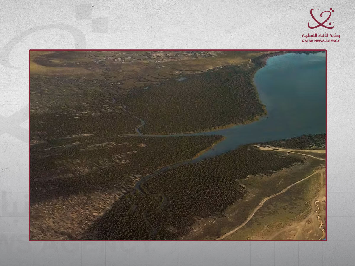 غابة المانغروف في قطر تقع في مناطق الأراضي الرطبة الساحلية، وأبرزها محمية الذخيرة في الشمال الشرقي