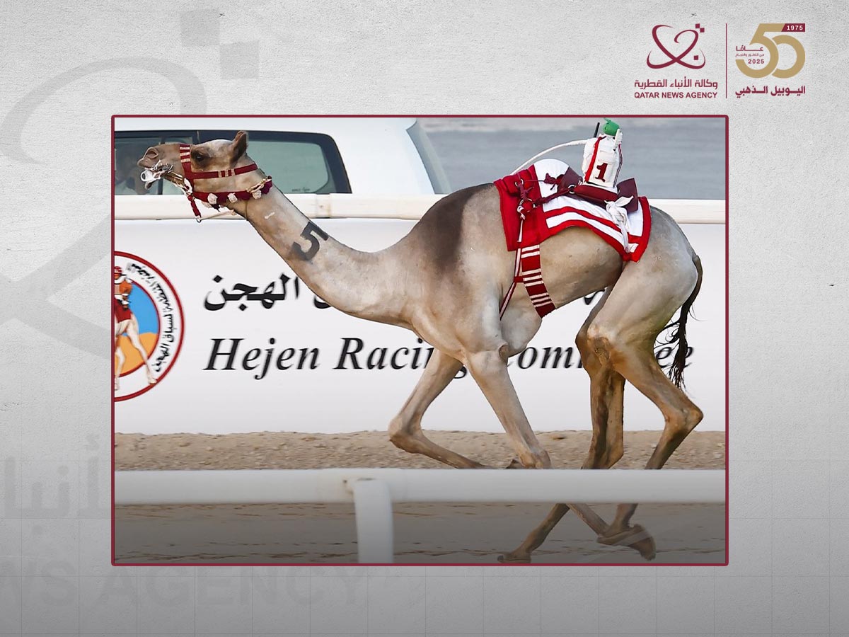منافسات قوية في ثاني أيام السباق المحلي الثاني للهجن